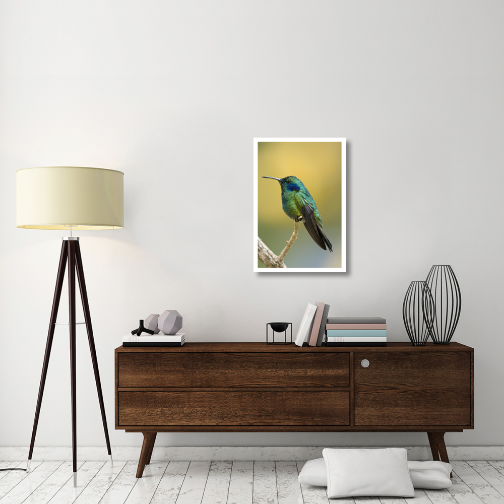 Green Violet-ear hummingbird, Costa Rica-Paper Art-22&quotx32"