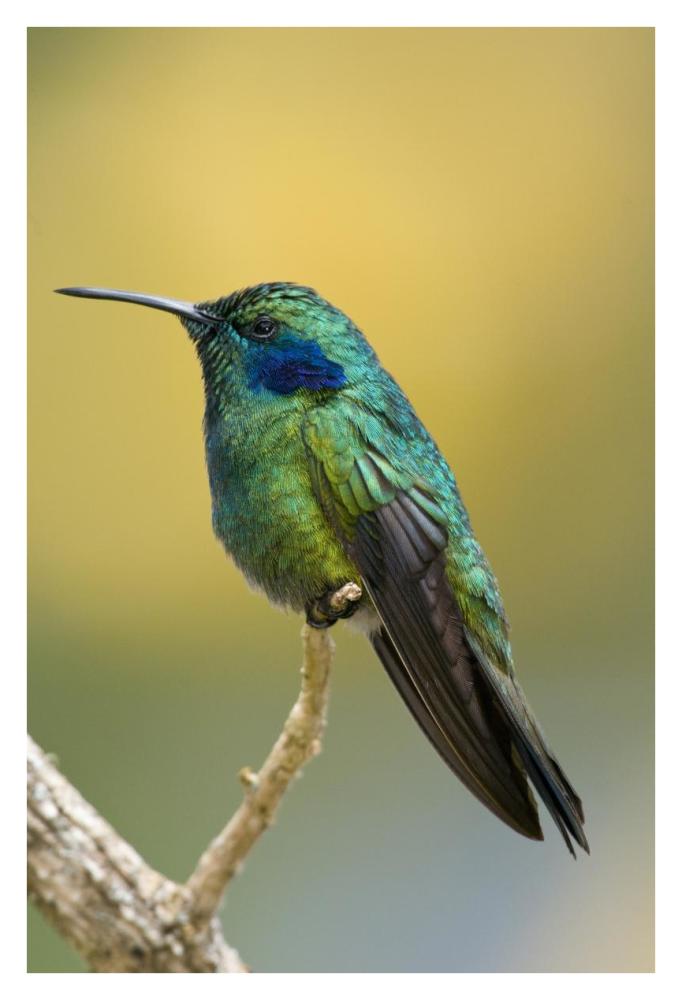 Green Violet-ear hummingbird, Costa Rica-Paper Art-26"x38"