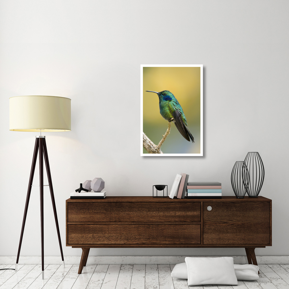 Green Violet-ear hummingbird, Costa Rica-Paper Art-26&quotx38"