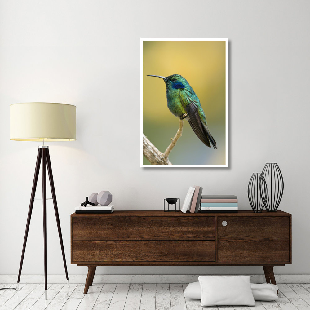 Green Violet-ear hummingbird, Costa Rica-Paper Art-34&quotx50"