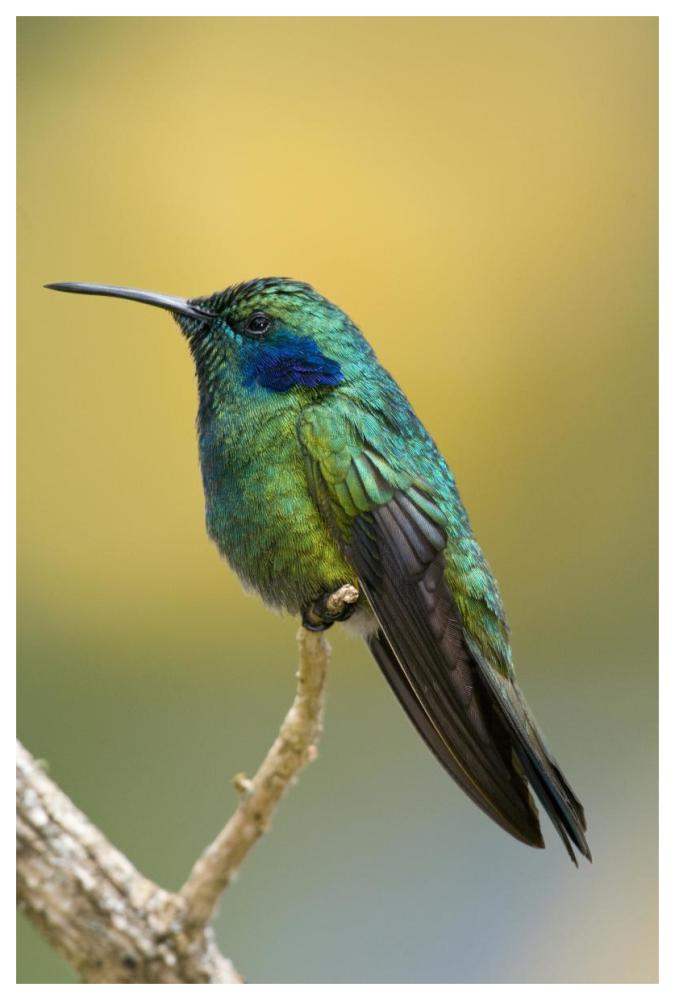 Green Violet-ear hummingbird, Costa Rica-Paper Art-42"x62"