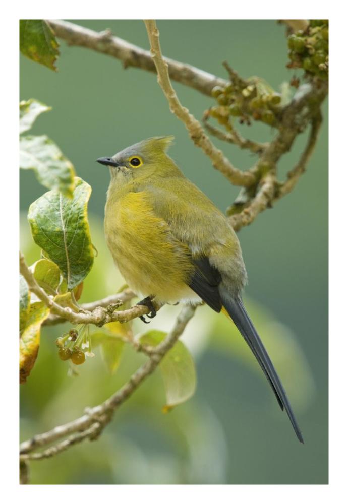 Long-tailed Silky-flycatcher, Costa Rica-Paper Art-18"x26"