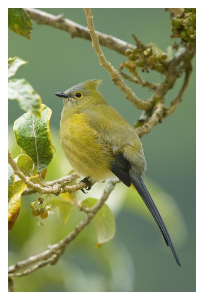 Long-tailed Silky-flycatcher, Costa Rica-Paper Art-26"x38"