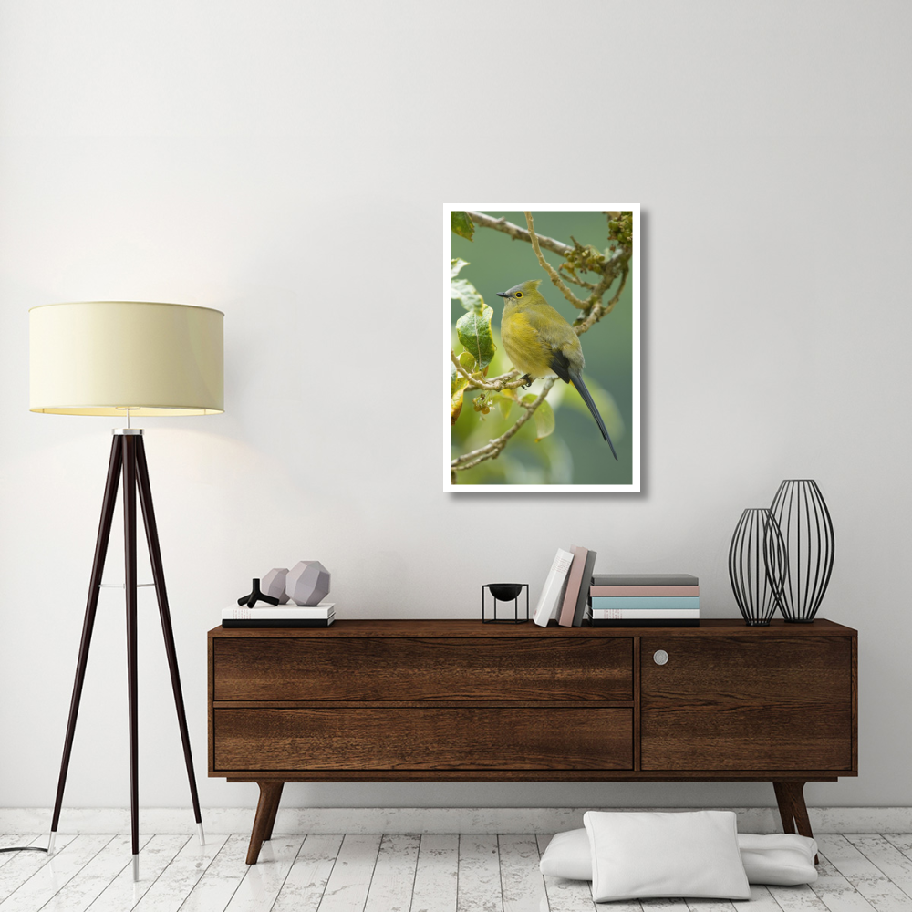 Long-tailed Silky-flycatcher, Costa Rica-Paper Art-26&quotx38"