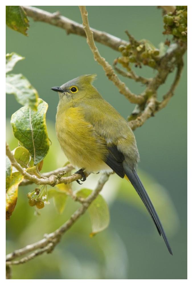 Long-tailed Silky-flycatcher, Costa Rica-Paper Art-34"x50"