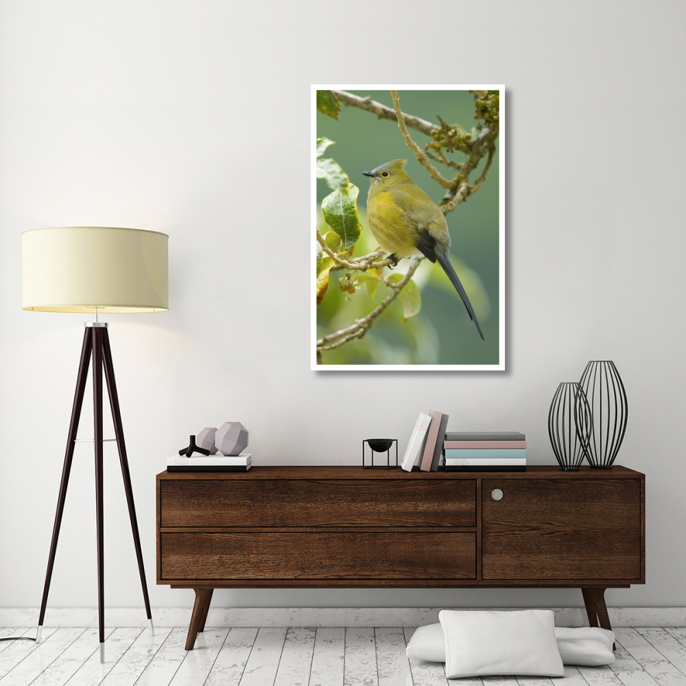 Long-tailed Silky-flycatcher, Costa Rica-Paper Art-34&quotx50"