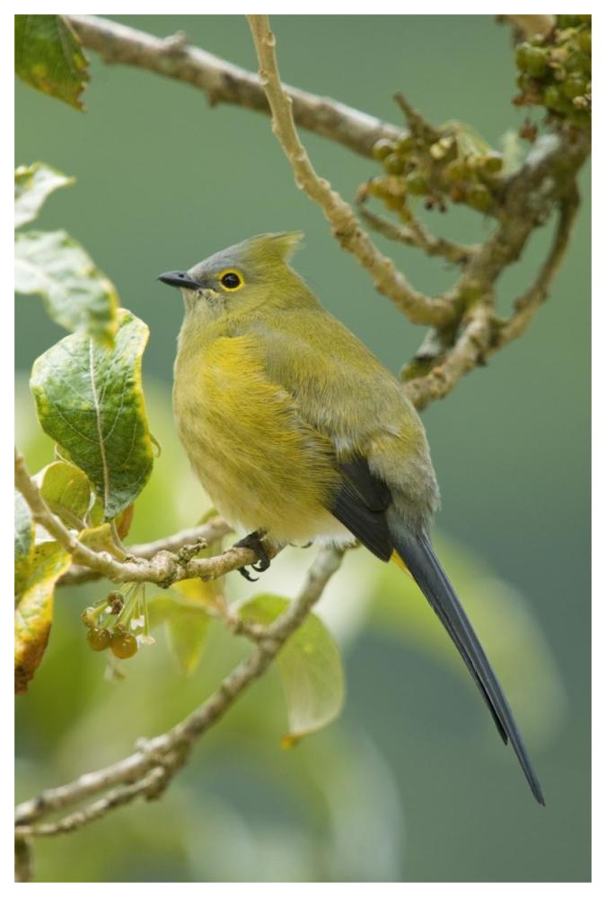 Long-tailed Silky-flycatcher, Costa Rica-Paper Art-42"x62"