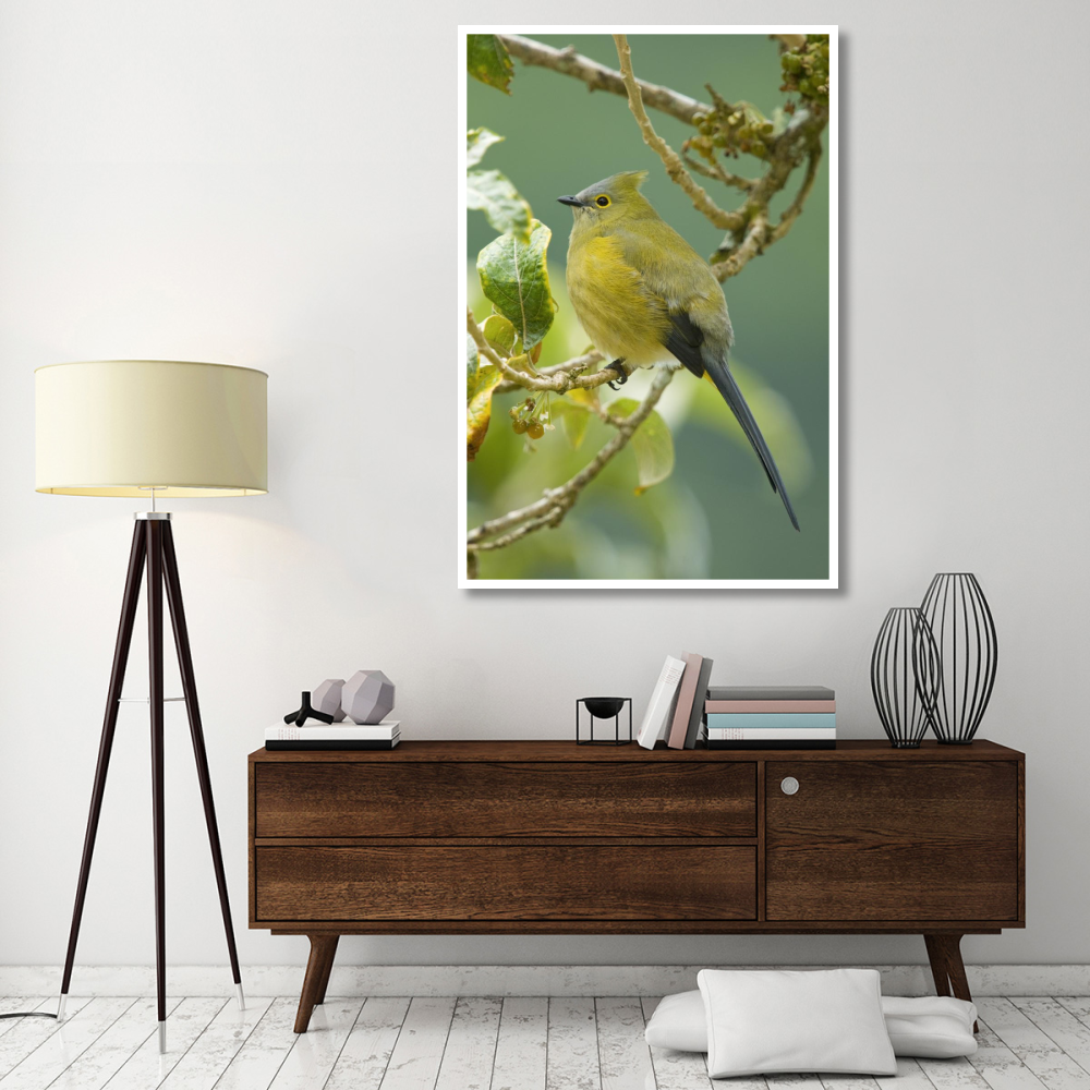 Long-tailed Silky-flycatcher, Costa Rica-Paper Art-42&quotx62"