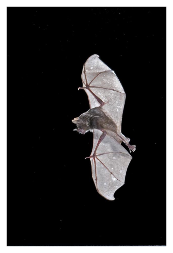Seba's Short-tailed Bat flying, Michigan-Paper Art-14"x20"