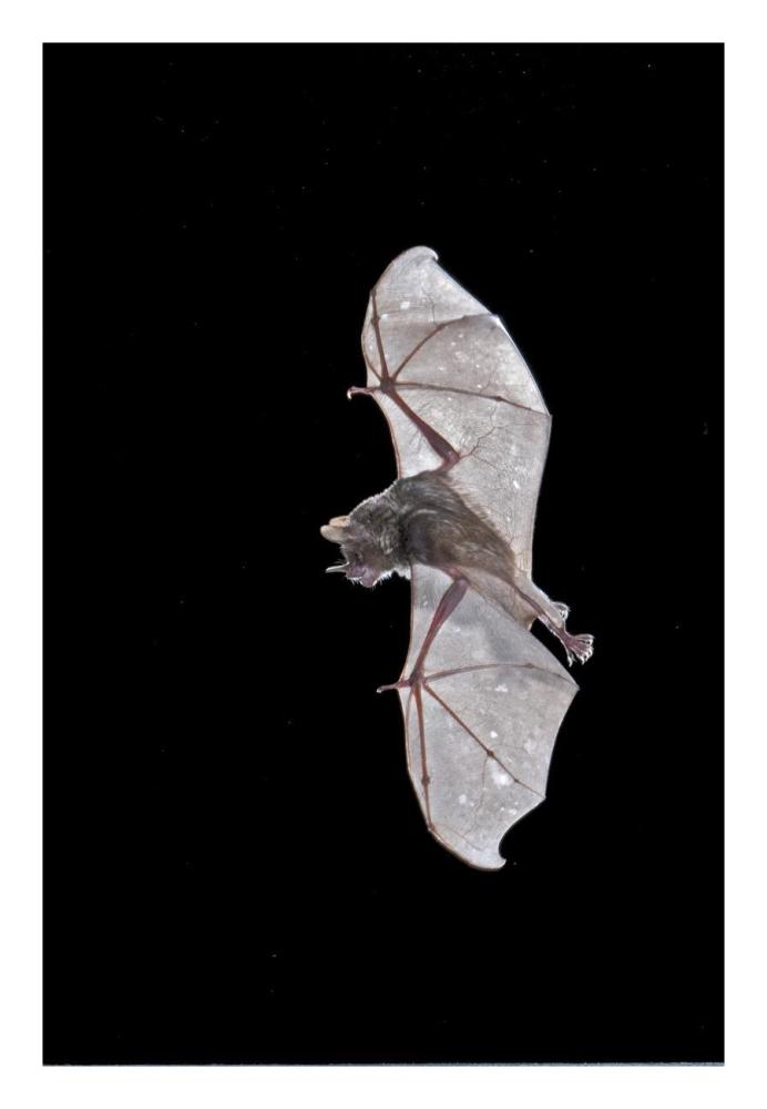 Seba's Short-tailed Bat flying, Michigan-Paper Art-18"x26"