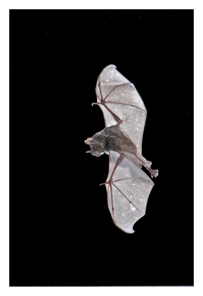 Seba's Short-tailed Bat flying, Michigan-Paper Art-22"x32"
