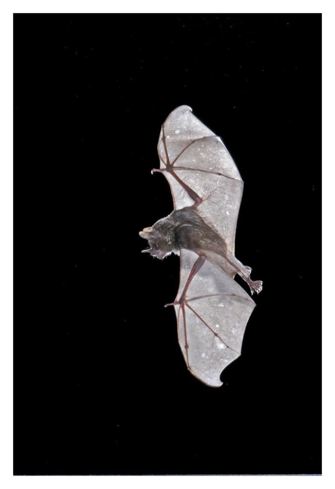 Seba's Short-tailed Bat flying, Michigan-Paper Art-26"x38"