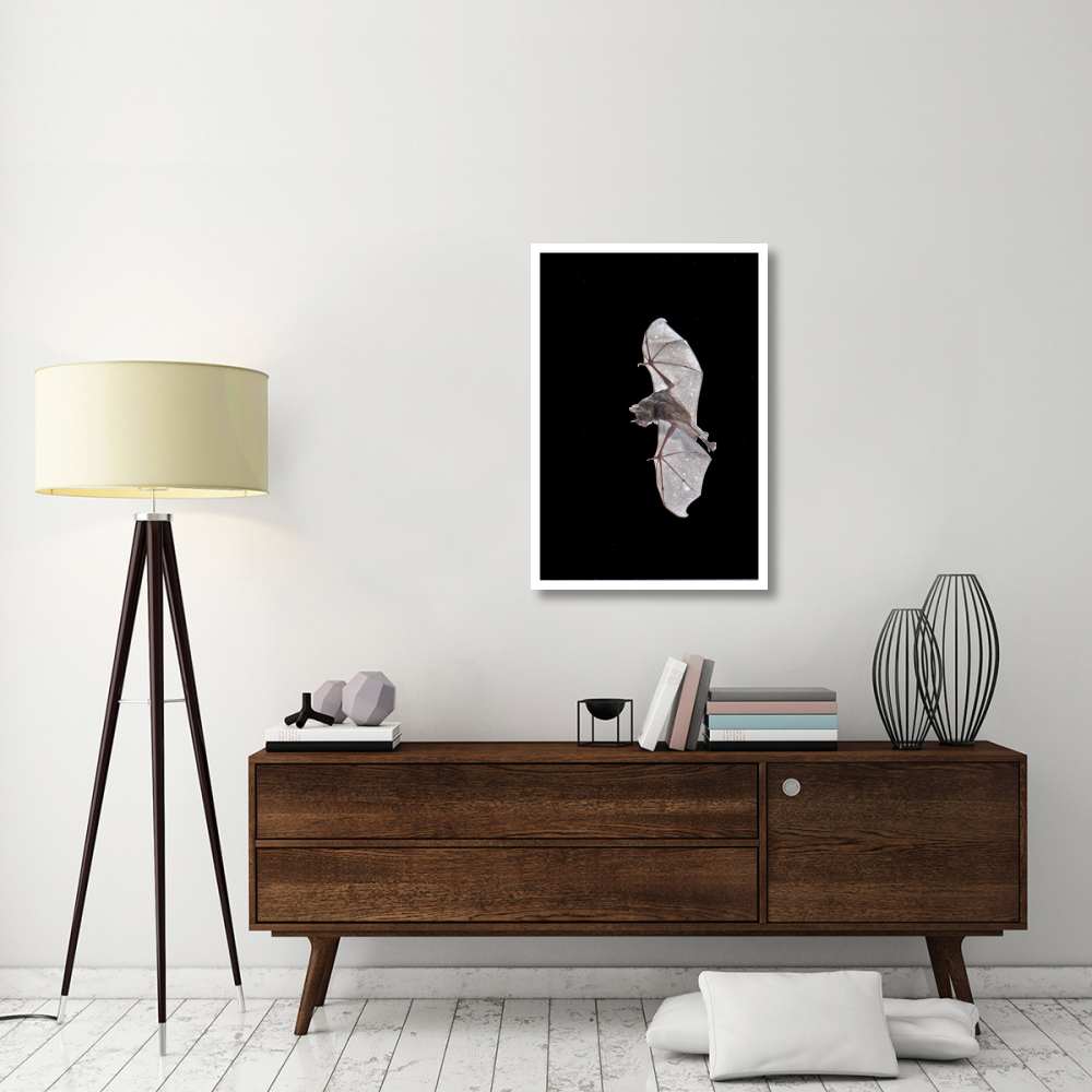 Seba's Short-tailed Bat flying, Michigan-Paper Art-26&quotx38"