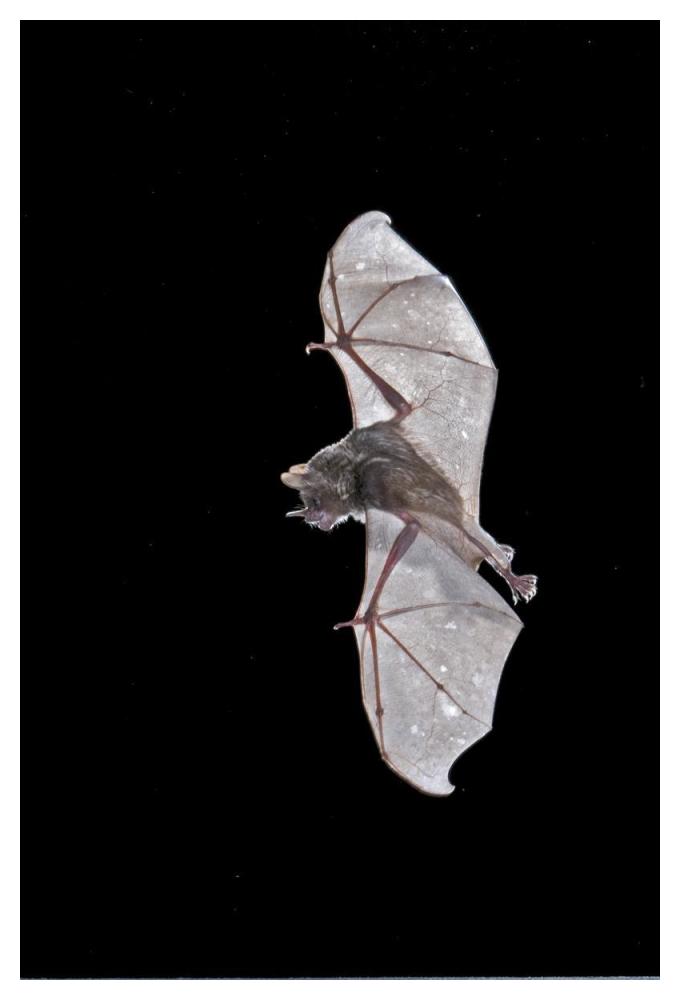Seba's Short-tailed Bat flying, Michigan-Paper Art-34"x50"