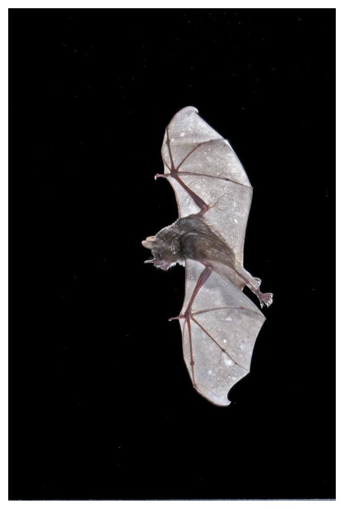 Seba's Short-tailed Bat flying, Michigan-Paper Art-42"x62"