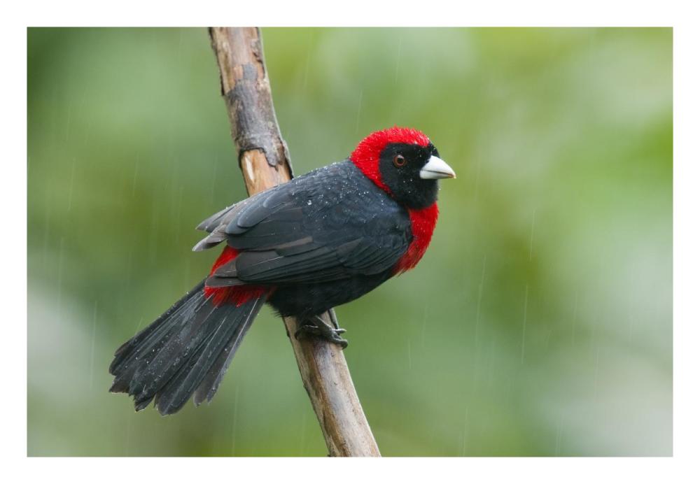 Crimson-collared Tanager male, Costa Rica-Paper Art-26"x18"