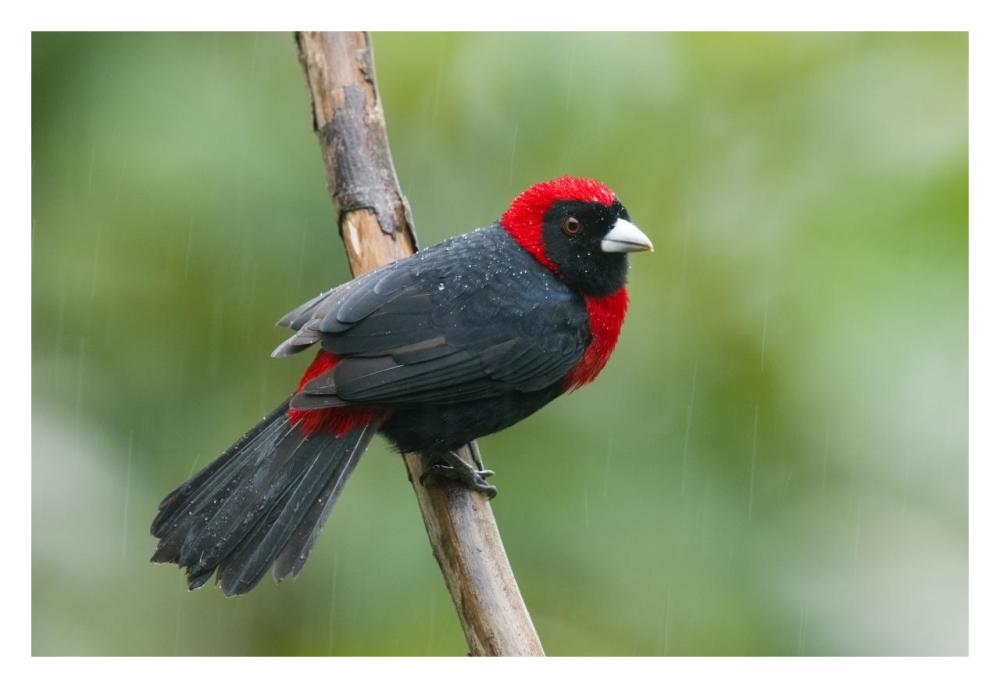 Crimson-collared Tanager male, Costa Rica-Paper Art-32"x22"