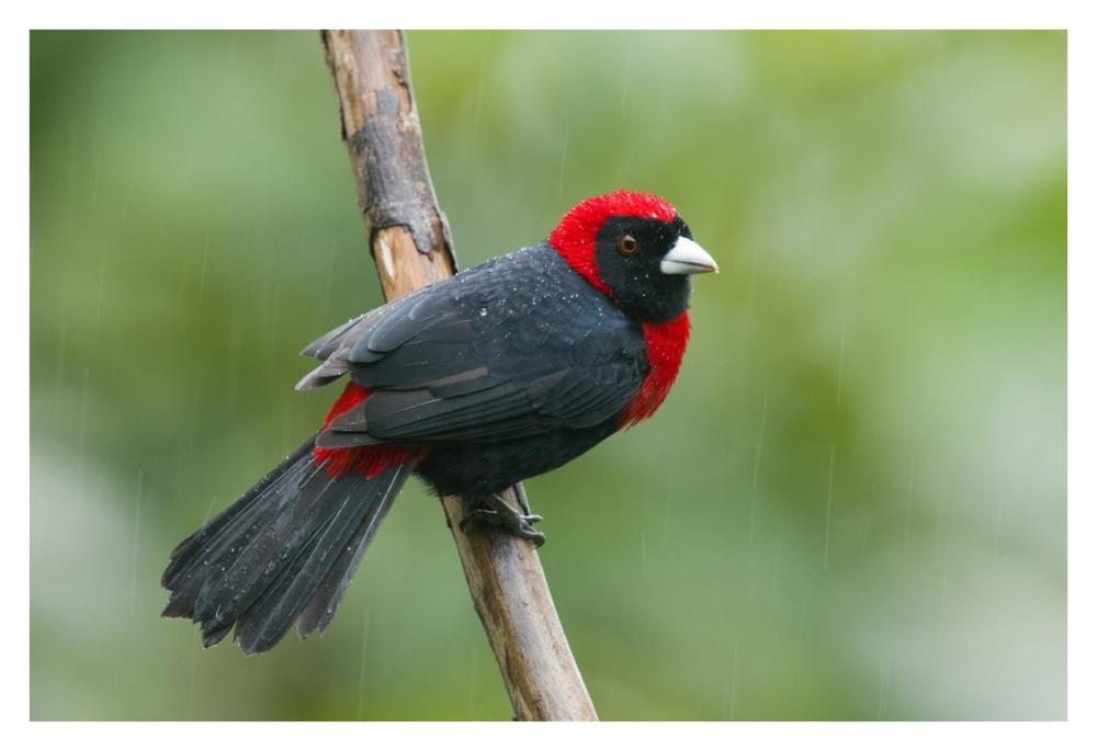 Crimson-collared Tanager male, Costa Rica-Paper Art-38"x26"