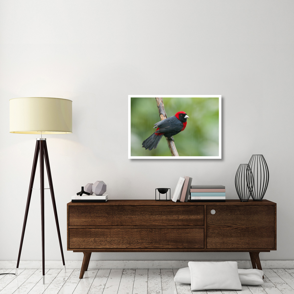 Crimson-collared Tanager male, Costa Rica-Paper Art-38&quotx26"