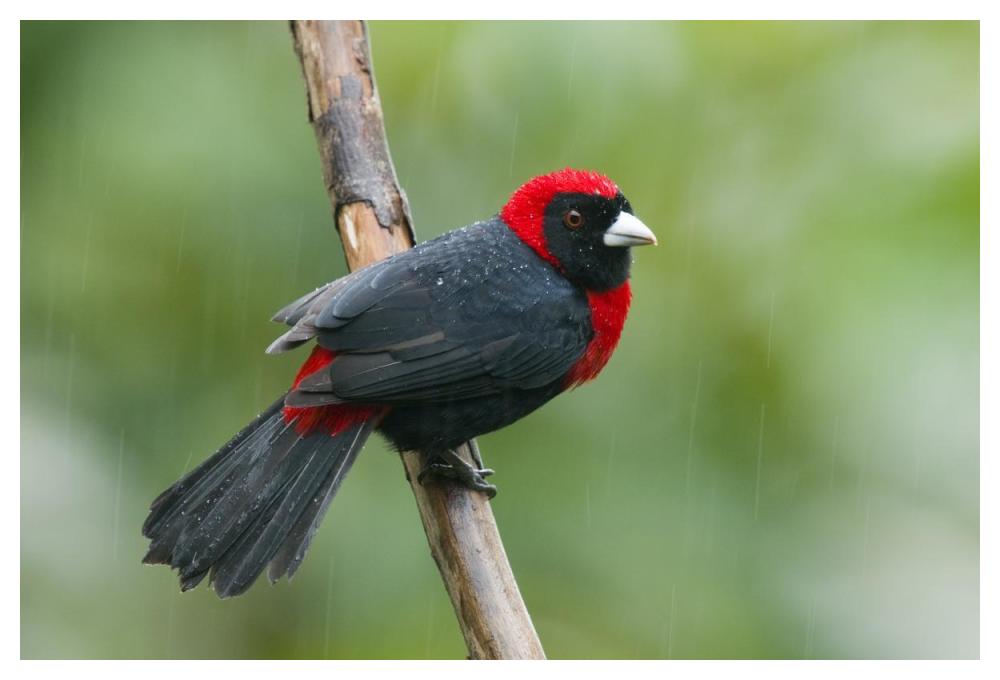 Crimson-collared Tanager male, Costa Rica-Paper Art-50"x34"