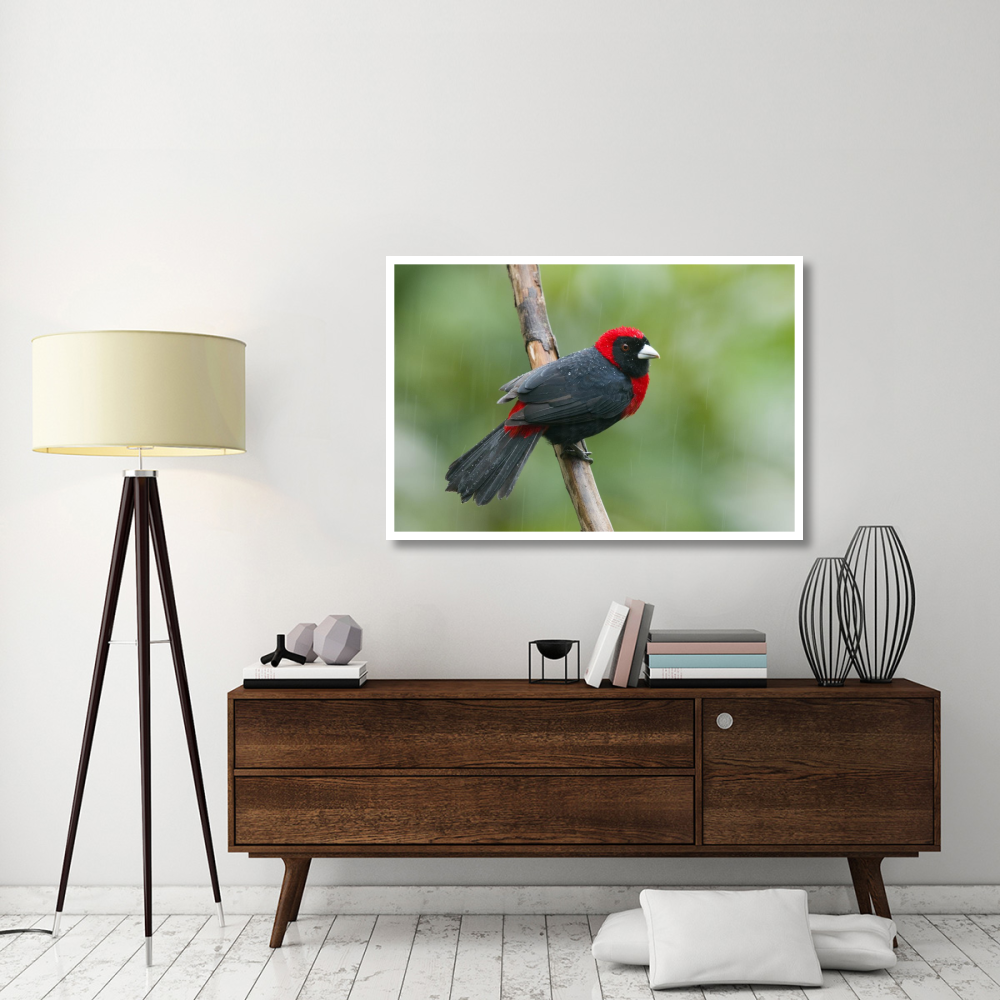 Crimson-collared Tanager male, Costa Rica-Paper Art-50&quotx34"