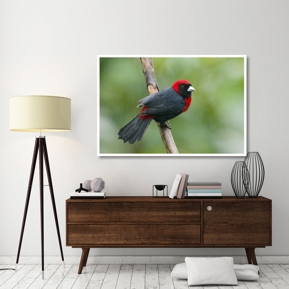 Crimson-collared Tanager male, Costa Rica-Paper Art-62&quotx42"