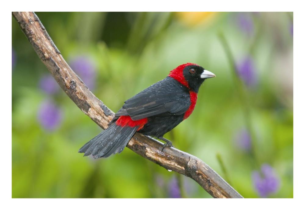 Crimson-collared Tanager male, Costa Rica-Paper Art-26"x18"