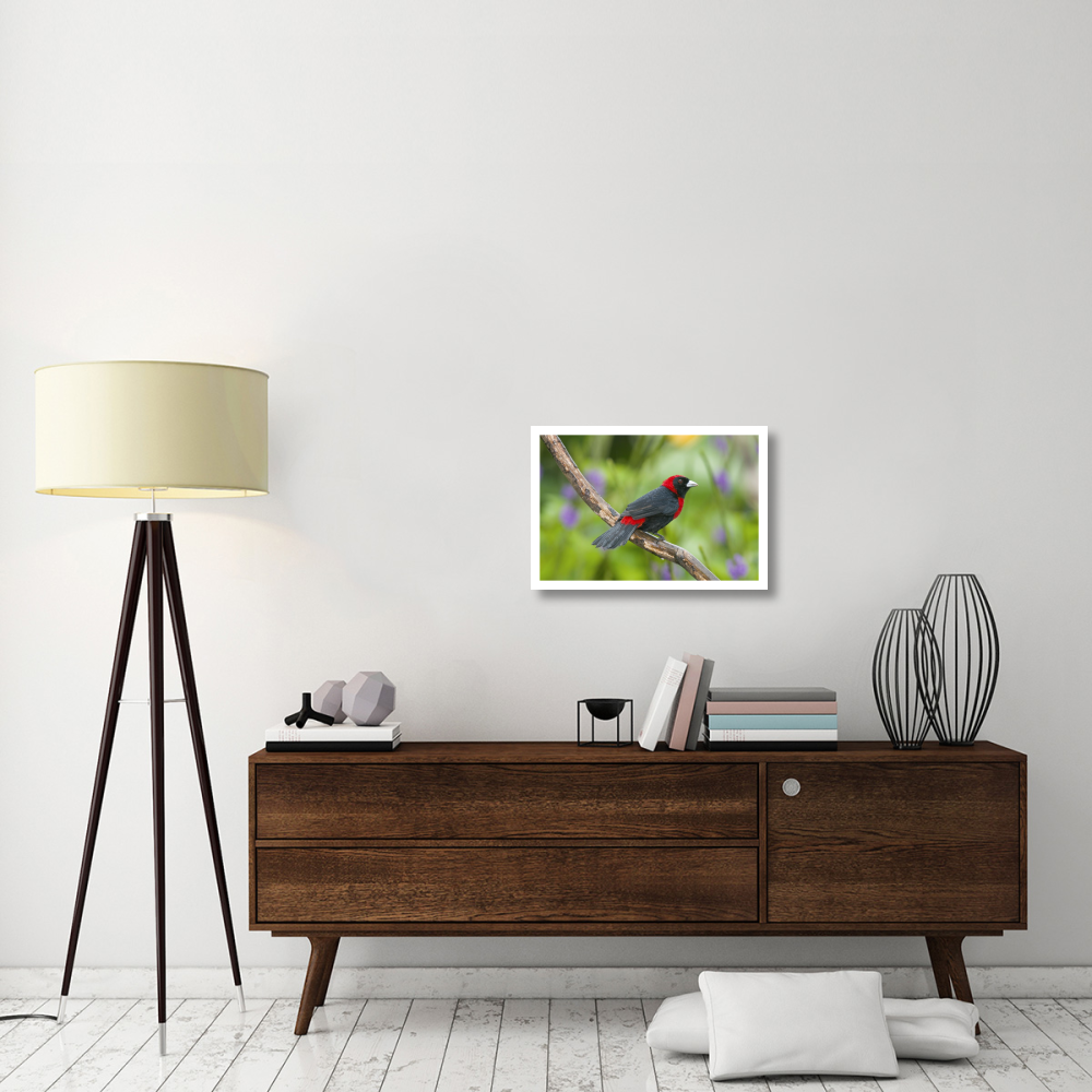 Crimson-collared Tanager male, Costa Rica-Paper Art-26&quotx18"
