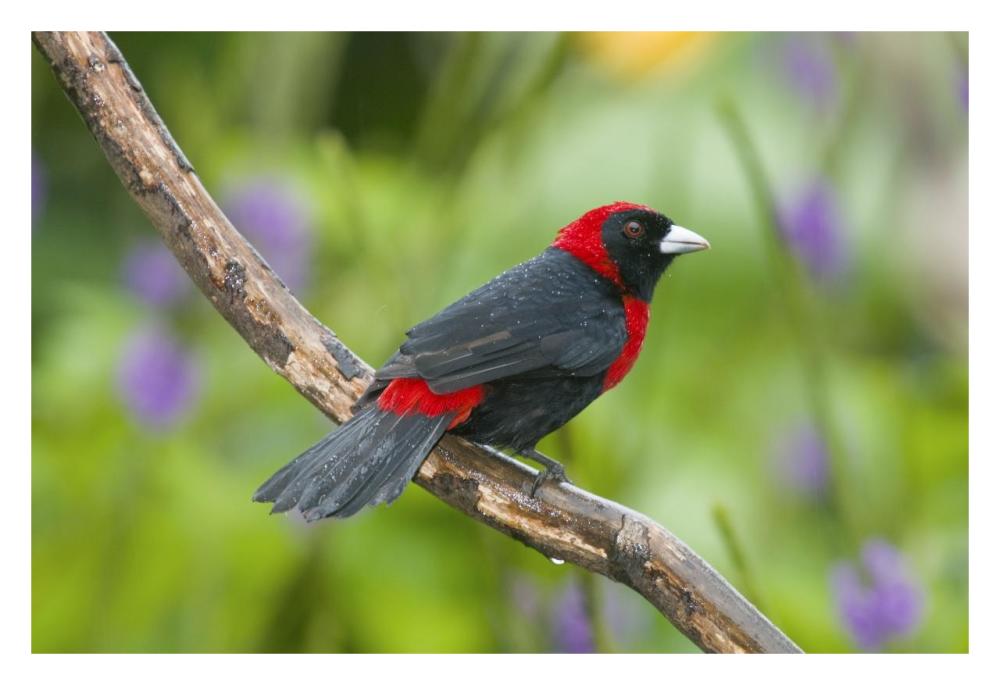 Crimson-collared Tanager male, Costa Rica-Paper Art-32"x22"