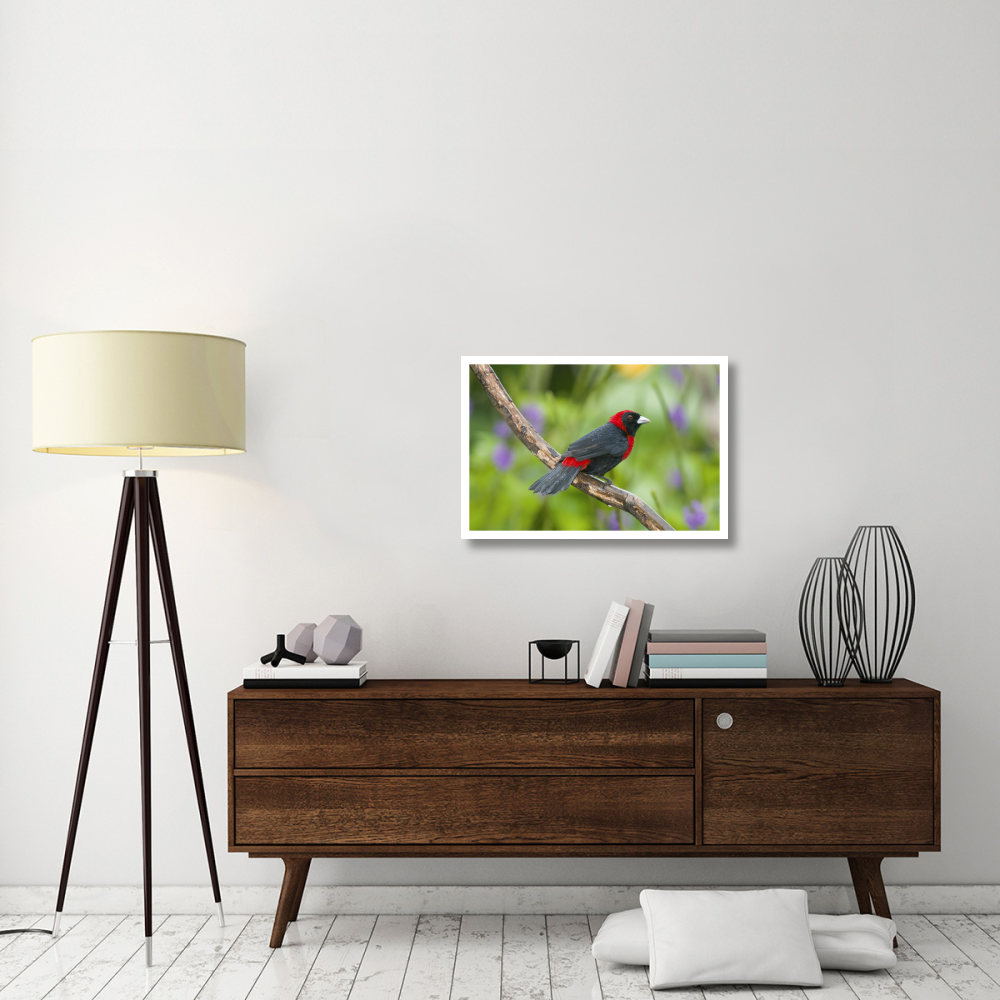 Crimson-collared Tanager male, Costa Rica-Paper Art-32&quotx22"