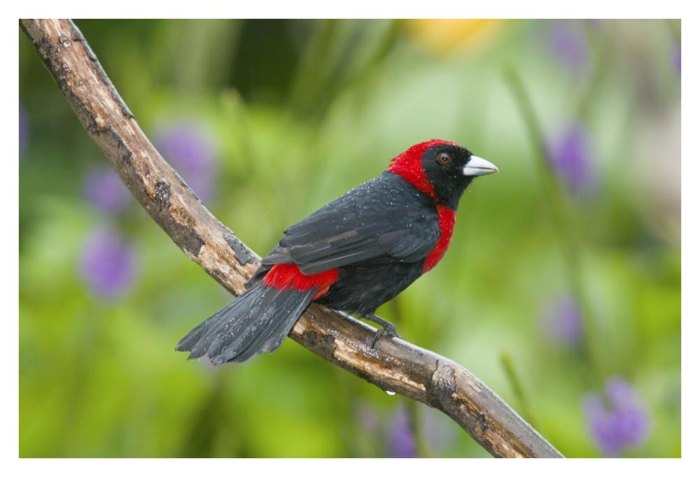 Crimson-collared Tanager male, Costa Rica-Paper Art-38"x26"