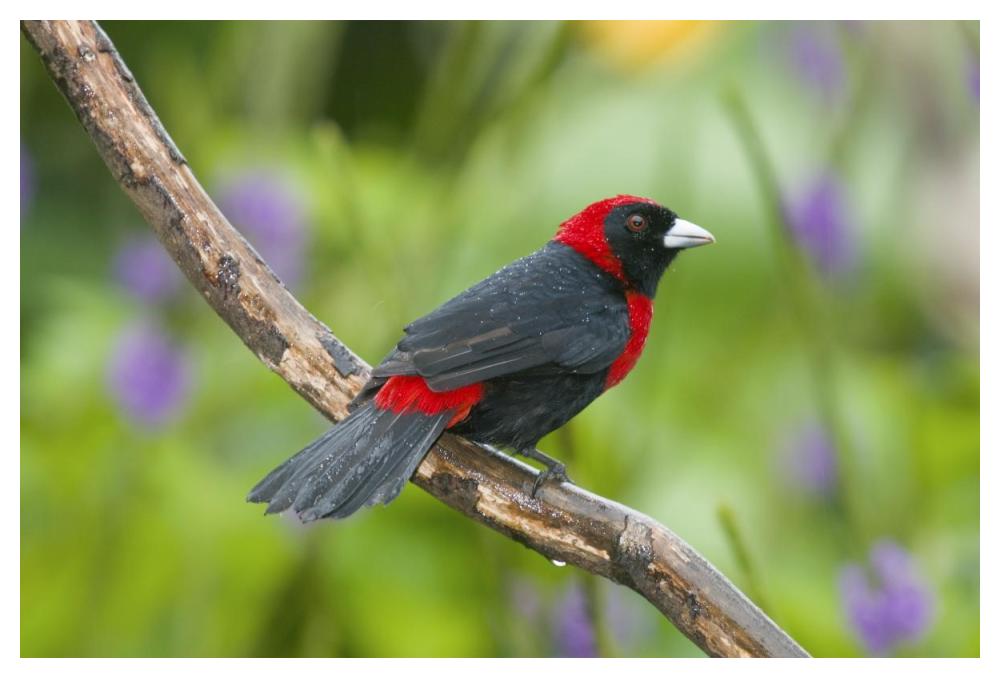 Crimson-collared Tanager male, Costa Rica-Paper Art-50"x34"