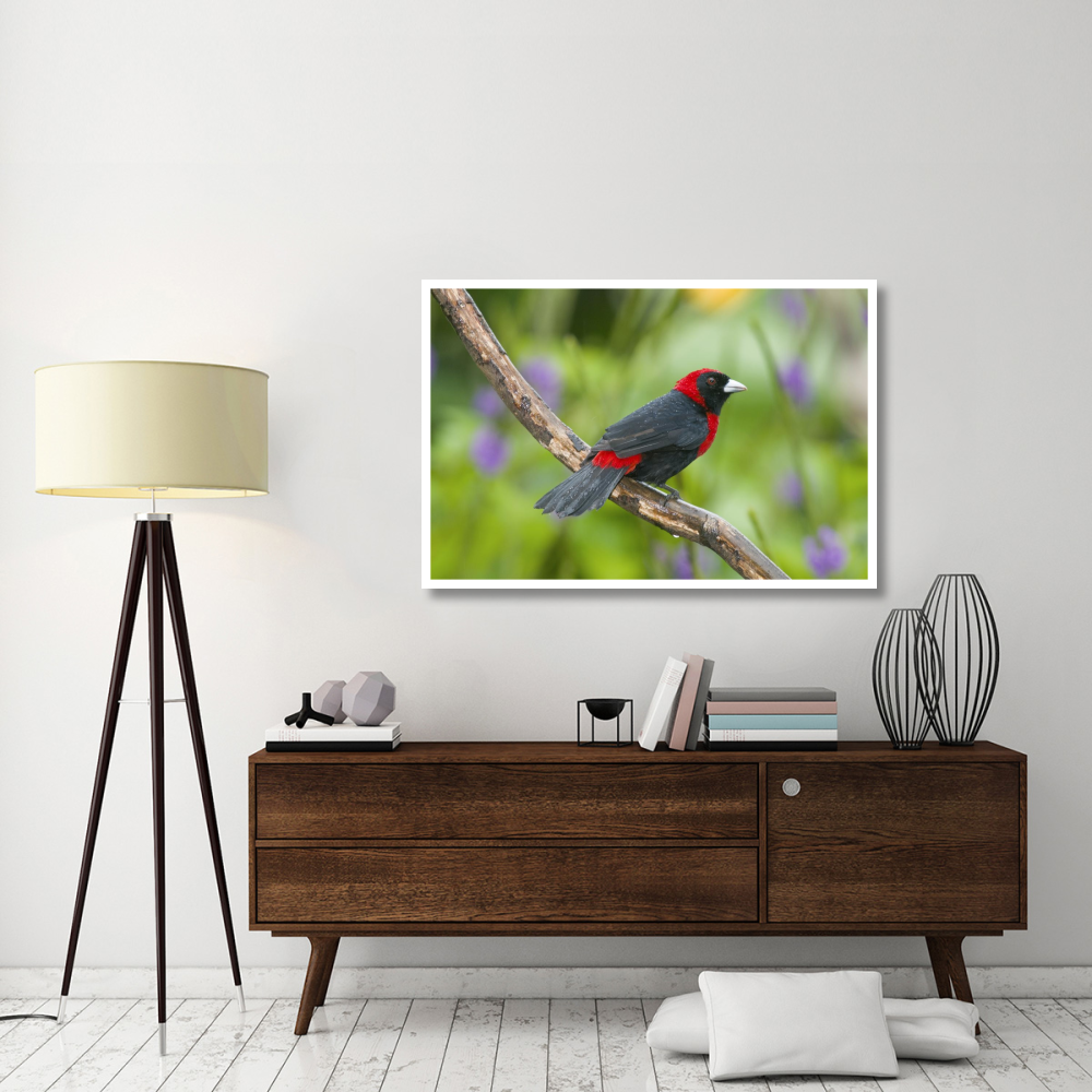 Crimson-collared Tanager male, Costa Rica-Paper Art-50&quotx34"