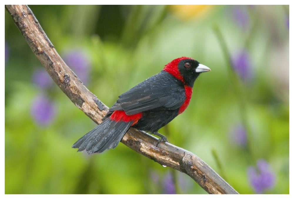 Crimson-collared Tanager male, Costa Rica-Paper Art-62"x42"