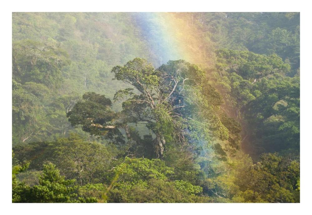 Rainbow over rainforest canopy, Costa Rica-Paper Art-26"x18"