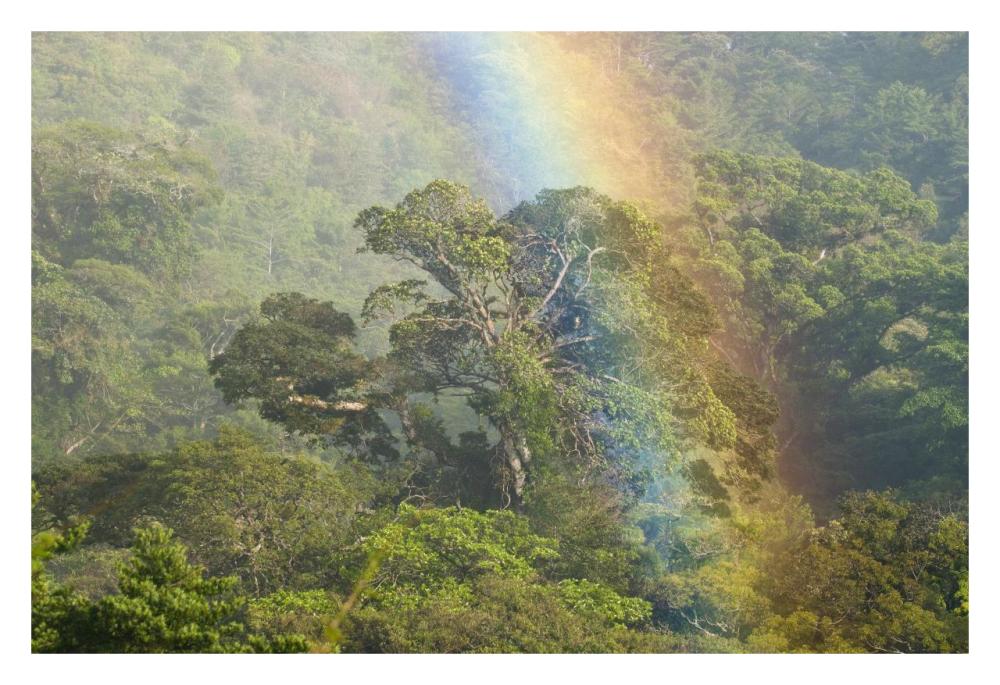 Rainbow over rainforest canopy, Costa Rica-Paper Art-32"x22"