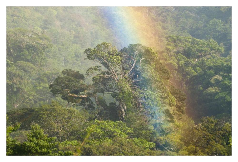 Rainbow over rainforest canopy, Costa Rica-Paper Art-38"x26"