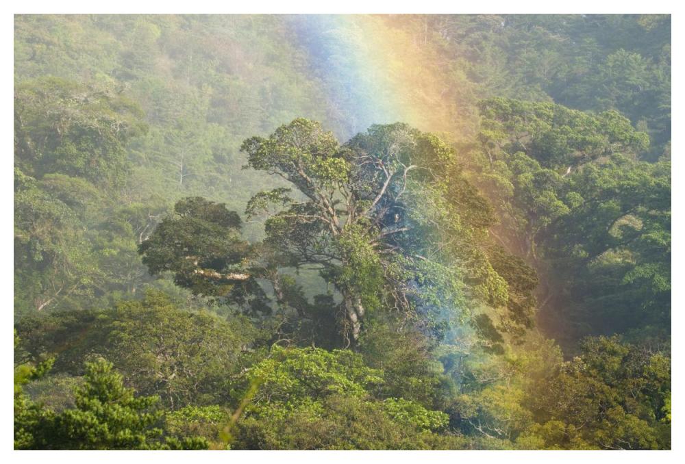 Rainbow over rainforest canopy, Costa Rica-Paper Art-50"x34"