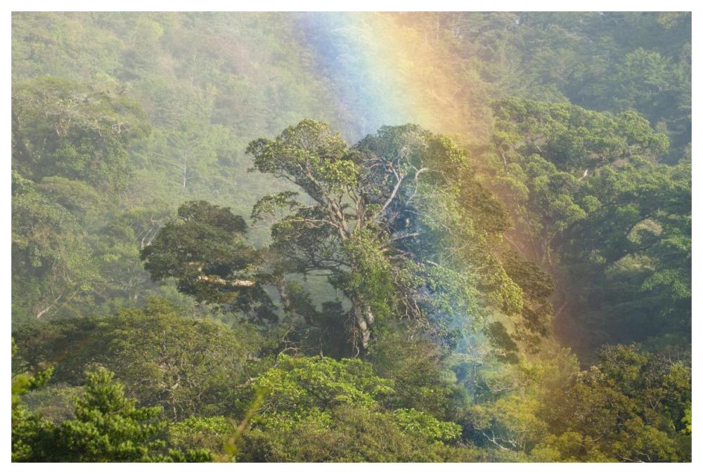 Rainbow over rainforest canopy, Costa Rica-Paper Art-62"x42"