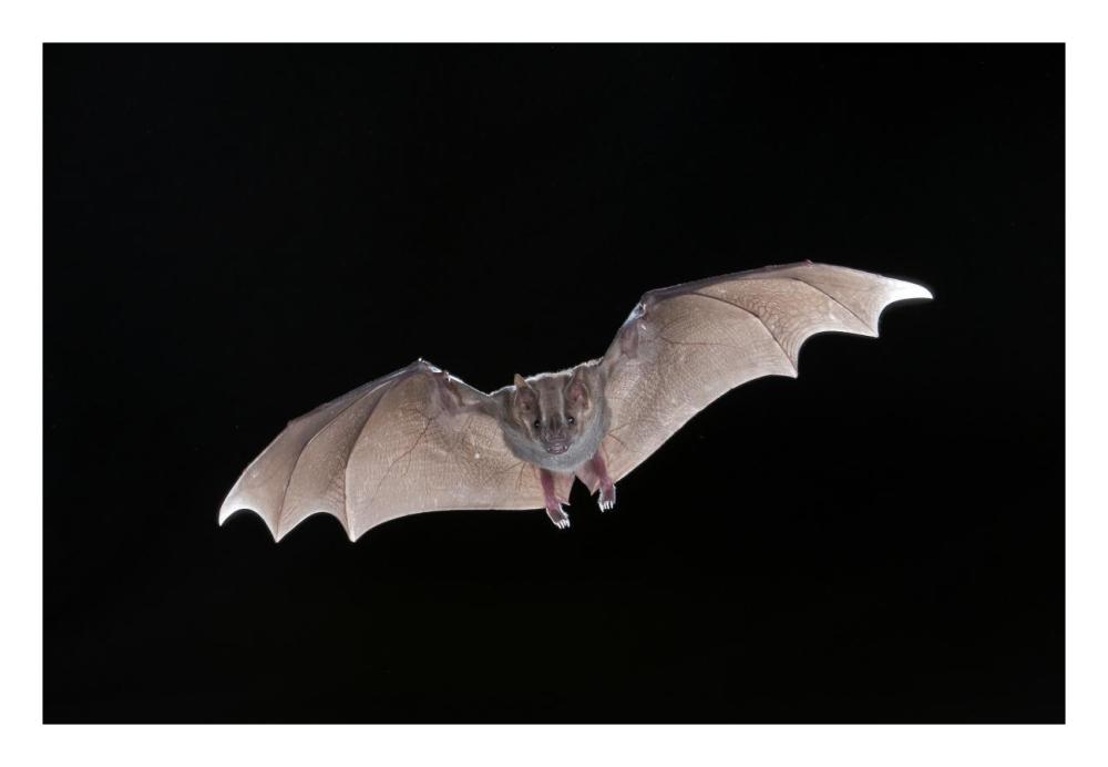 Jamaican Fruit-eating Bat flying, Michigan-Paper Art-26"x18"
