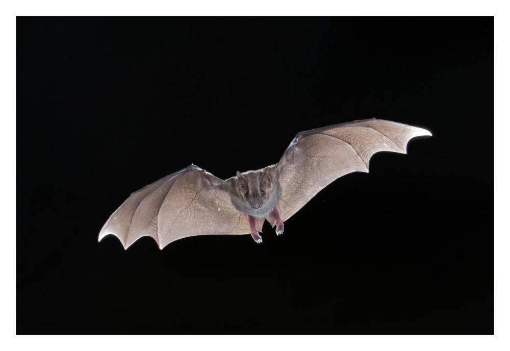 Jamaican Fruit-eating Bat flying, Michigan-Paper Art-32"x22"