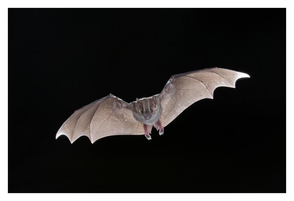 Jamaican Fruit-eating Bat flying, Michigan-Paper Art-38"x26"