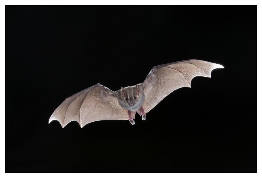 Jamaican Fruit-eating Bat flying, Michigan-Paper Art-50"x34"