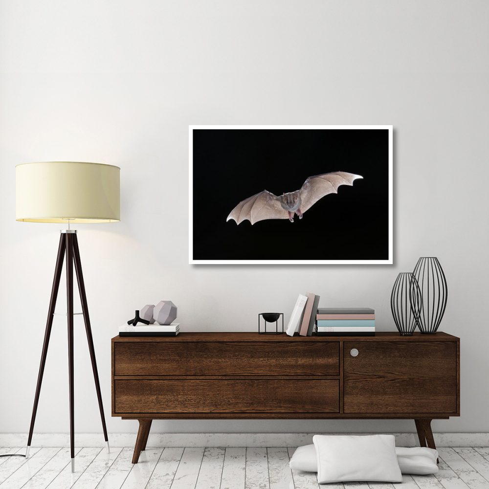 Jamaican Fruit-eating Bat flying, Michigan-Paper Art-50&quotx34"