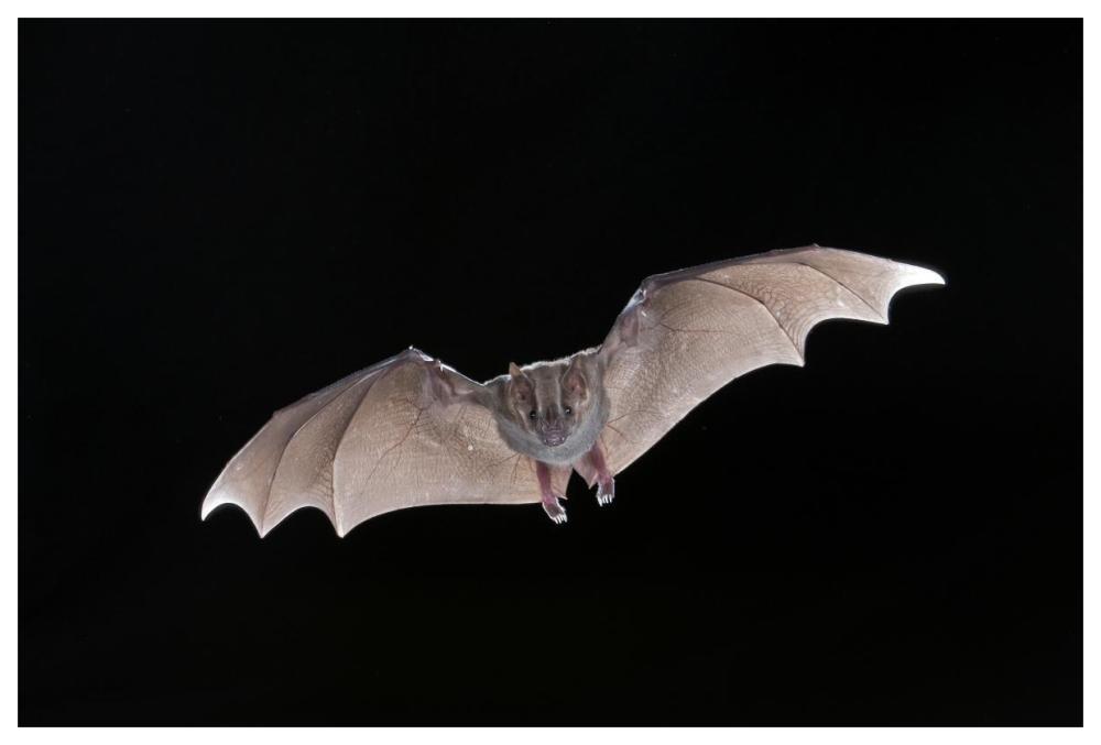 Jamaican Fruit-eating Bat flying, Michigan-Paper Art-62"x42"
