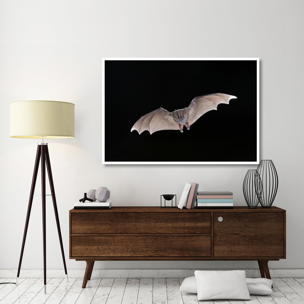 Jamaican Fruit-eating Bat flying, Michigan-Paper Art-62&quotx42"