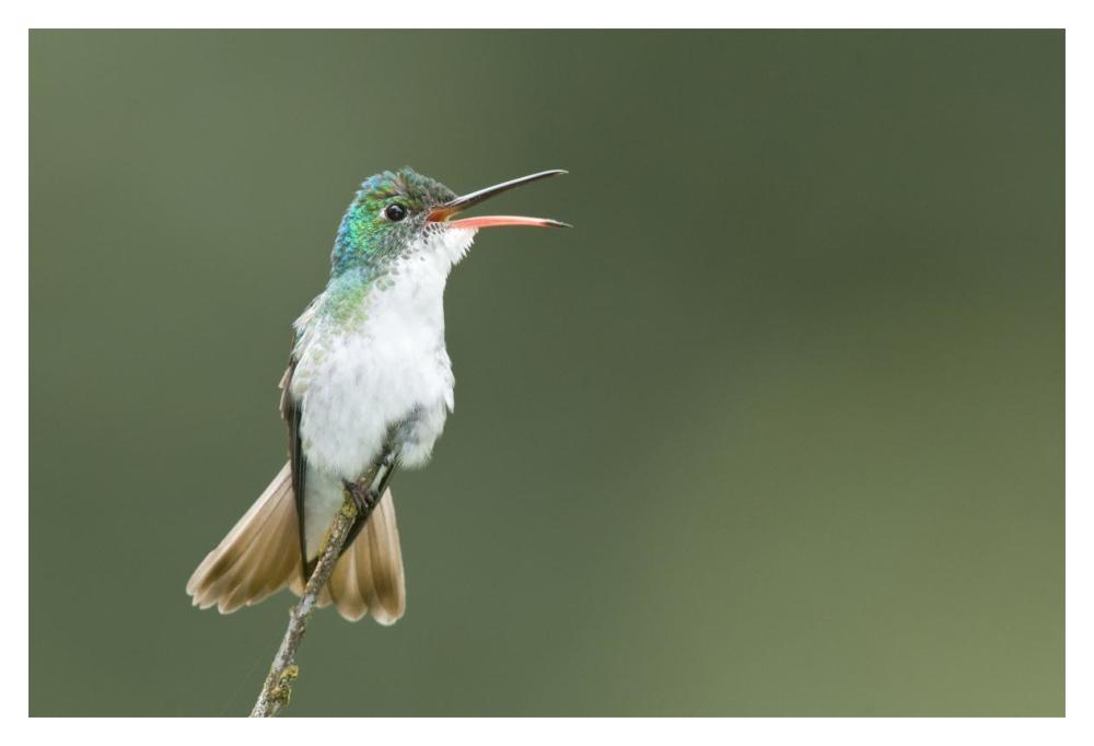 Andean Emerald hummingbird calling, Ecuador-Paper Art-20"x14"