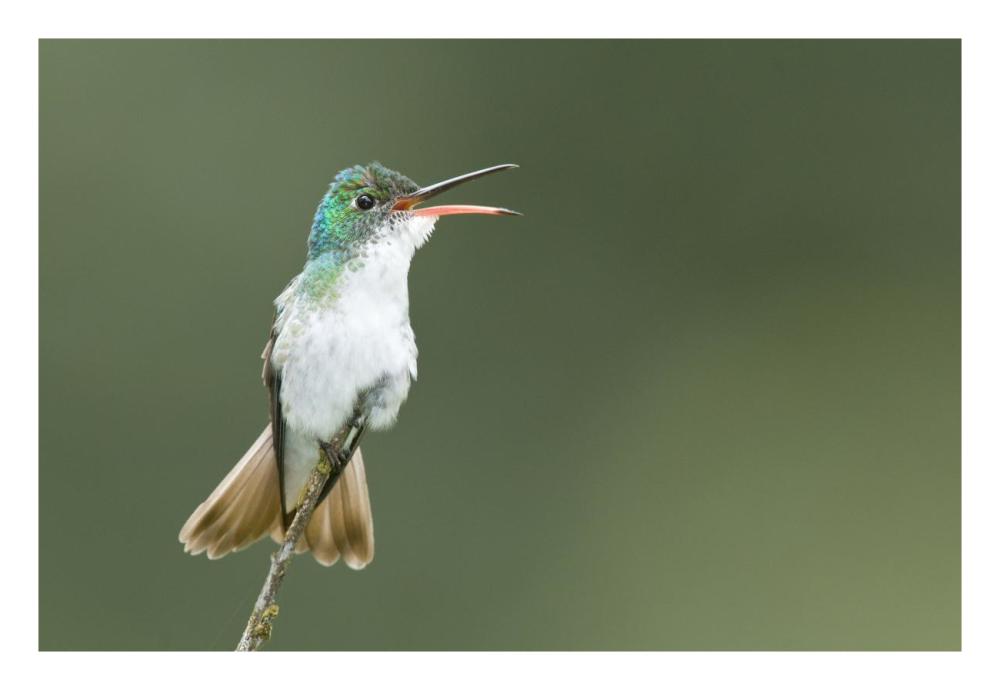 Andean Emerald hummingbird calling, Ecuador-Paper Art-26"x18"