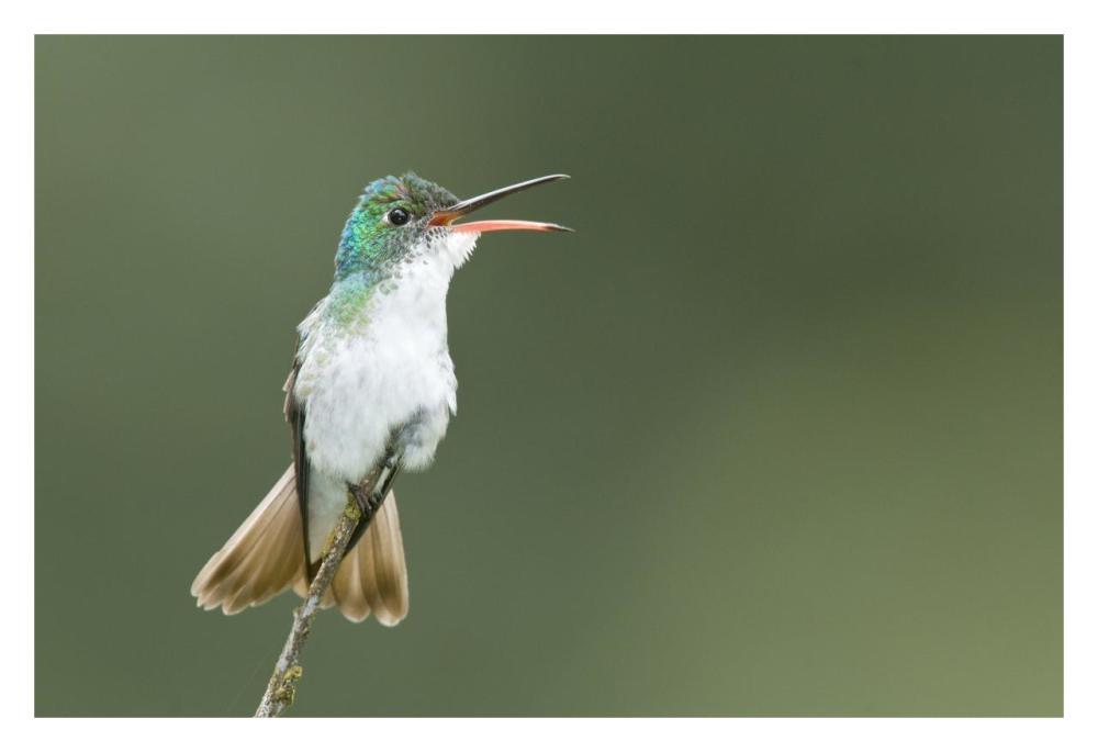 Andean Emerald hummingbird calling, Ecuador-Paper Art-32"x22"