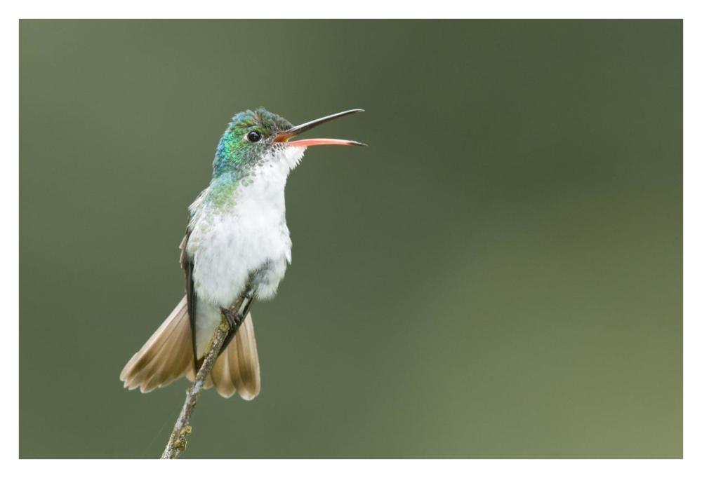 Andean Emerald hummingbird calling, Ecuador-Paper Art-38"x26"